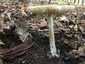 Gyilkos galóca (Amanita phalloides), Somogy. Fejlett gallérja itt kevésbé látszik (részben a kalapon maradt)